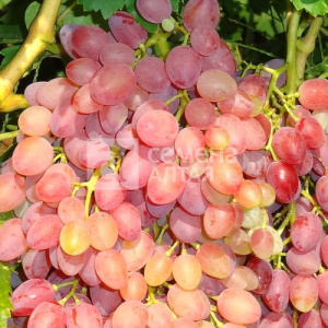 Виноград Кишмиш Мечта купить