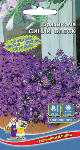 Брахикома Синий Блеск купить