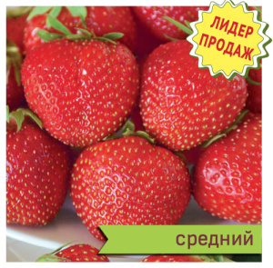 Земляника Надежда садовая купить
