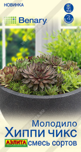 Молодило Хиппи чикс, смесь сортов купить