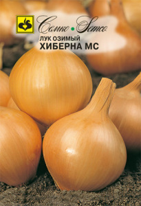 Лук (репчатый) Хиберна МС (озимый)  купить