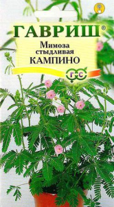 Мимиоза стыдливая Кампина  купить