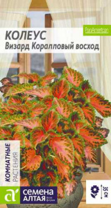 Колеус Визард Коралловый Восход купить