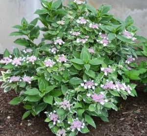 Гортензия Вариегата крупнолистовая ЦК купить