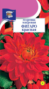 Георгина Фигаро Красная махровая  купить