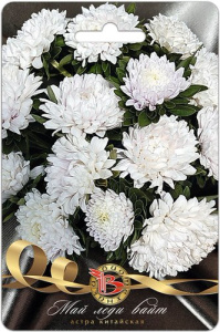 Астра Май Леди Вайт купить