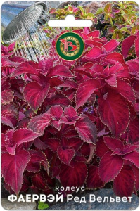 Колеус Фаервэй Ред Вельвет супер-компактный купить