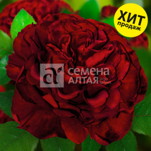 Роза Энкре Нуар купить