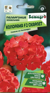 Пеларгония Зональная Колорама F2 Скарлет  купить
