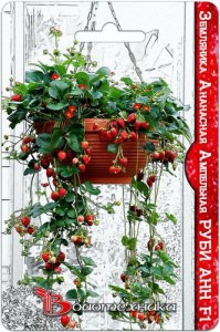 Земляника ананасная ампельная Руби Анн F1 купить