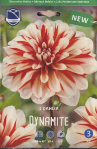 Георгина Динамит /1шт купить