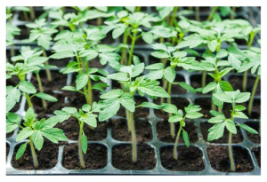 Томат Бычье сердце рассада 1шт /40 купить