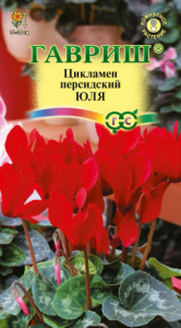 Цикламен персидский Юля  купить