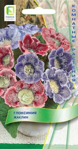 Глоксиния Жаклин  купить