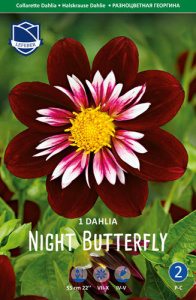 Георгина Night Butterfly /1шт купить
