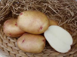 Картофель семенной Жуковский ранний 2кг /10 купить