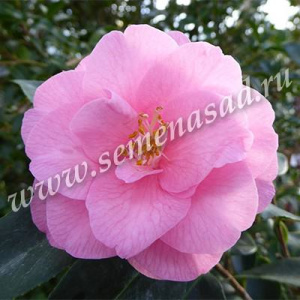 Камелия Фестиваль японская ЦК купить