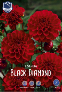 Георгина Black Diamond /1шт  купить