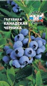 Голубика Канадская черника  купить
