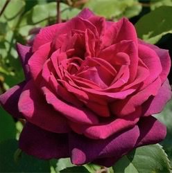 Роза Графиня Диана купить