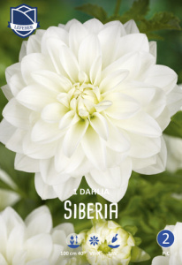Георгина нимфейная Siberia /1шт купить