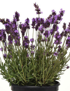 Лаванда узколистная компактная Авигнон Ерли Блю темно-синяя С1 мн0345м купить