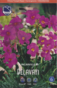 Инкарвиллия delavayi /3шт купить