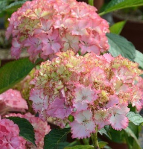 Гортензия Со Лонг Санни крупнолистовая ЦК купить