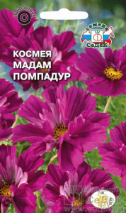 Космея Мадам Помпадур купить