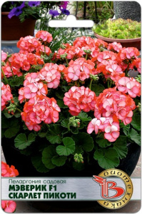 Пеларгония зональная Мэверик F1 Скарлет Пикоти купить