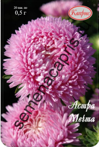 Астра Мечта/1шт купить