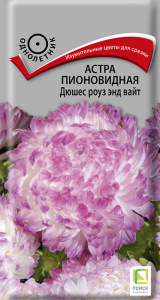 Астра Дюшес роуз энд вайт пионовидная купить