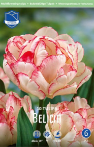 Тюльпан Билиция /10шт купить