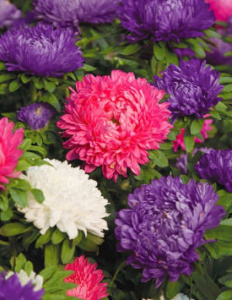 Астра китайская Миледи Микс (смесь) 1шт А600/54 купить