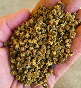 Свекла кормовая  желтая (Россия) Вес 1кг/10кг купить