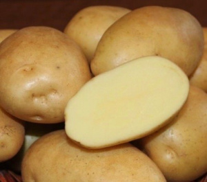 Картофель семенной Никулинский 2кг/10 купить