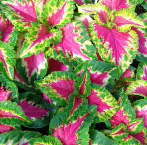 Колеус Блюма Визард Роуз (темно-розовый с зелеными краями) 1шт К404/54 купить