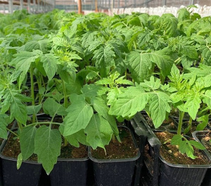 Томат Санька рассада 1шт ов143/10/40 купить