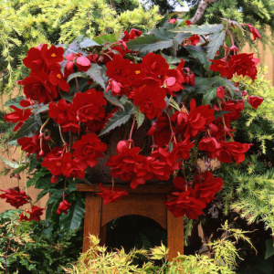 Бегония клубневая каскадная Сан Дансер Ред (красная) 1шт Б363/d13 купить