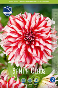 Георгина гигантская Santa Claus /1шт купить