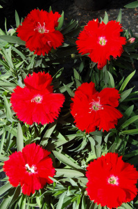 Гвоздика китайская Диана Скарлет (алая) 1шт Г202/24 купить