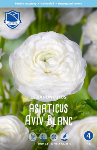 Ранункулюс Aviv BLANC /15шт купить