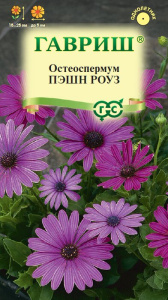 Остеоспермум Пэшн роуз  купить