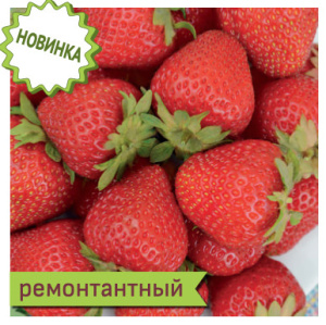 Земляника Мальга ремонтантная   купить