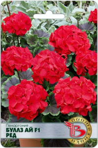 Пеларгония садовая Буллз Ай F1 Ред купить