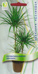 Кордилина южная купить