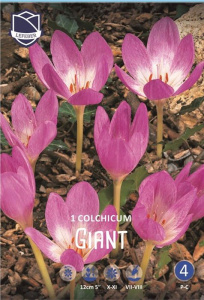 Безвременник Джиант /1шт купить