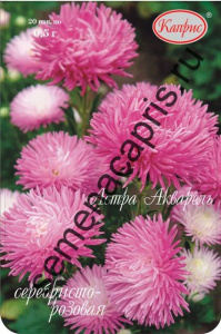 Астра Акварель серебристо-розовая/1шт купить