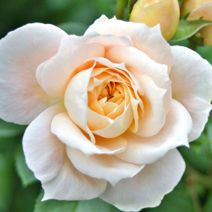 Роза Лионс роуз купить