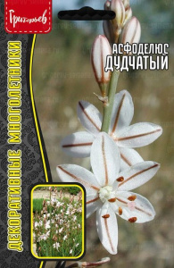 Асфоделюс Дудчатый купить